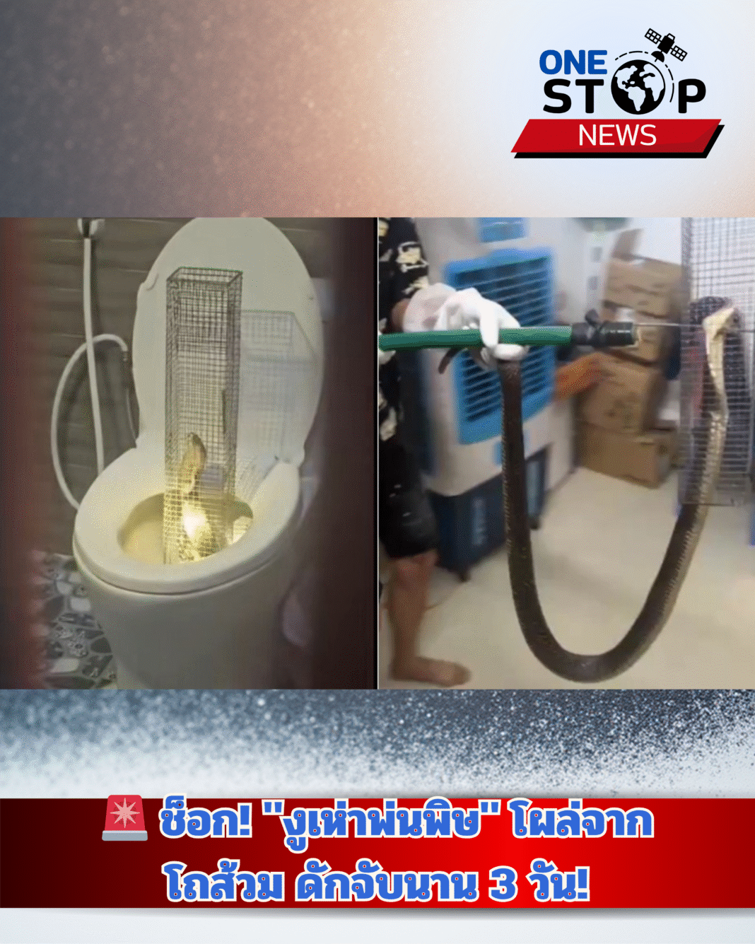 ช็อก! “งูเห่าพ่นพิษ” โผล่จากโถส้วม